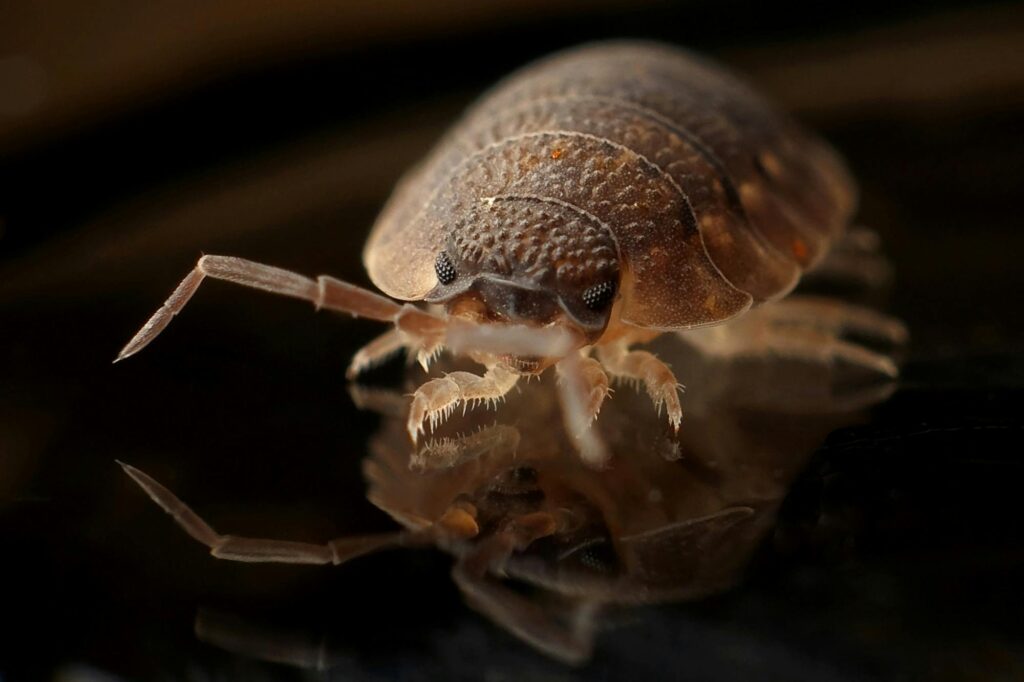 Bed Bug Treatment Spring Hill