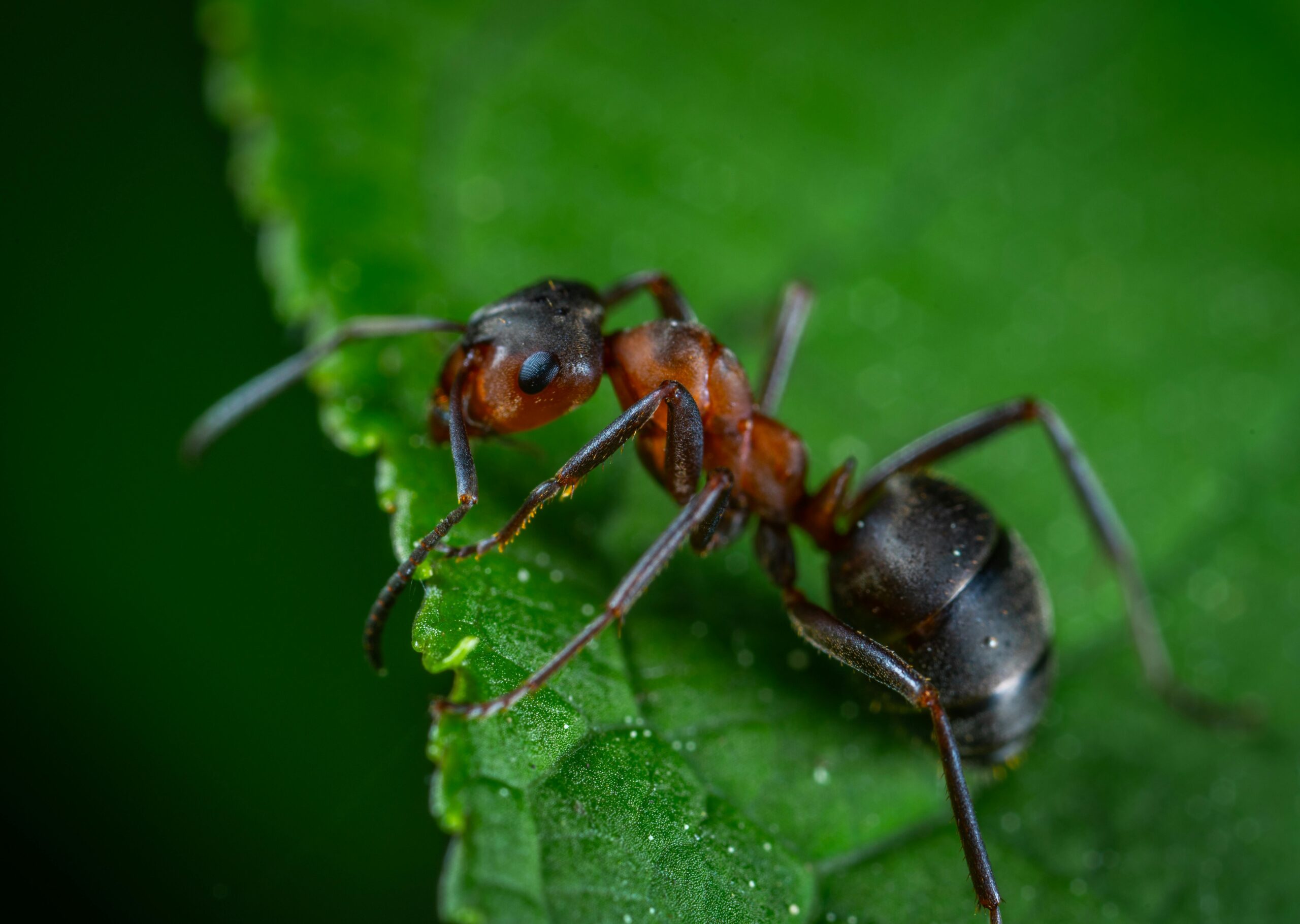 ant control in Spring Hill